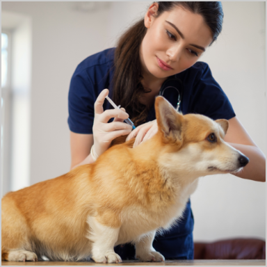 Low Cost Mobile Pet Vaccination Clinics, Animal Hospitals and Pet Meds